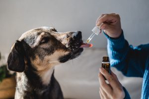 How CBD Oil Can Help Dogs with Separation Anxiety